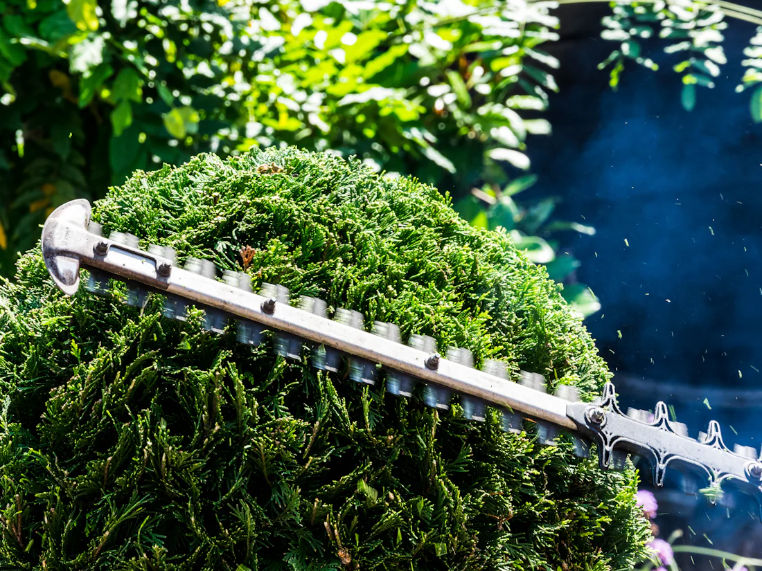 Heckenschere beim Formschnitt einer dichten grünen Hecke